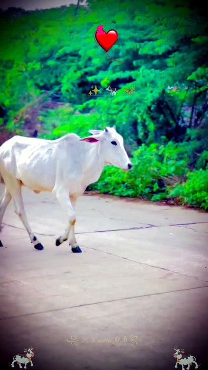 सुबह के सुहाने मौसम में सड़क पर चलती गोमाता! Morning Sacred Cow Short 🐄 ...