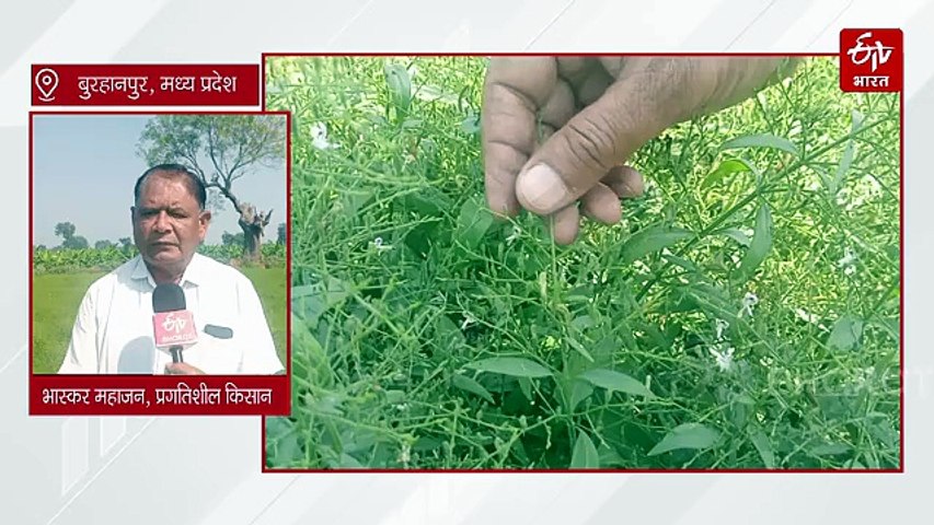 बुरहानपुर के किसान का कमाल, चिरायता की खेती से धमाल, खेत में ऊगने लगा सोना