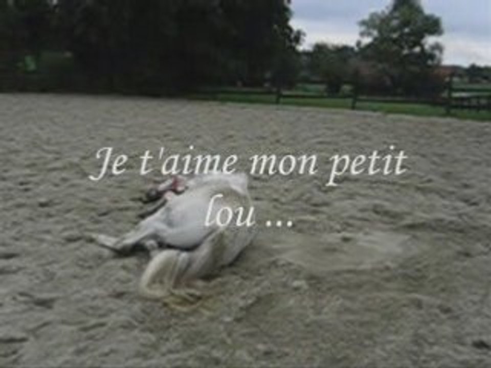 Flamingo mon champion 03