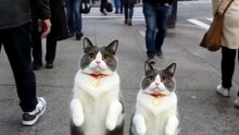 Funny Cat & Dog Videos 😻 Adorable Dancing Cats & Dog #funny