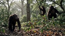WILD INSTINCT: Survival in the African Wilderness | A Wildlife Documentary