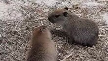 Capybara mode ✅ They are adorable 😍🥰