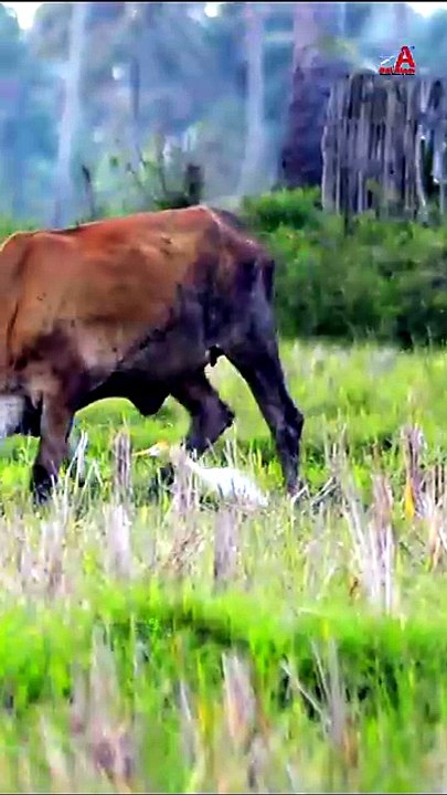 An Abandoned Rice Field Becomes a Home for Birds and Cows - video ...