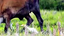 An Abandoned Rice Field Becomes a Home for Birds and Cows
