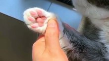 Waterproof Dog Paw Trimmer | Quiet Cordless Grooming Tool for Pets