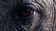 This Bird Pulls a WORM Out of an Elephant's Eye!