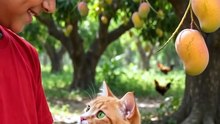 Mano Billi Aur Imran Khan Ka Aam | Funny Cat Story in Urdu | Multan k Sultan
