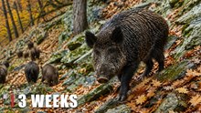Wild Boar Herd Caught on Camera in Autumn Forest