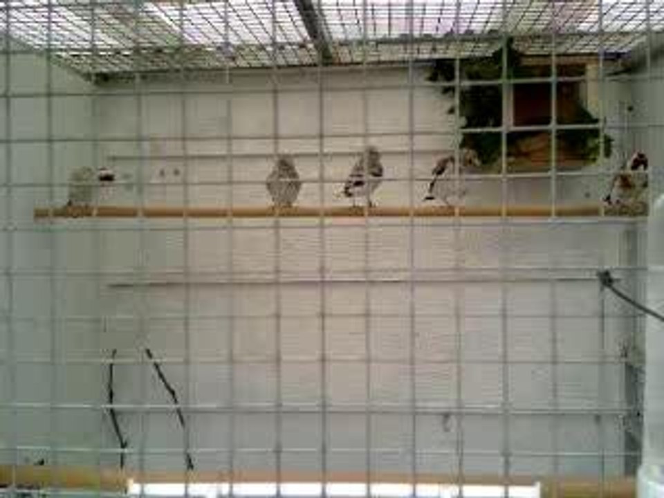 Koppel major putters met jonge