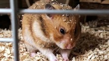 This Tiny Hamster Finds and Enjoys a Sunflower Seed! 🐹🌻😍 | Cute Hamster Moments