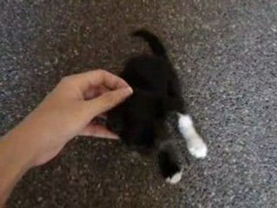 Tripod the Cat