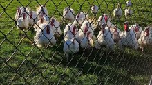 Neugierige Puten im Norden! 🦃 Auf dem Geflügelhof Martens in Breitenfelde