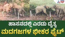 Elephants Clash Near Belur in Hassan |ಹಾಸನದಲ್ಲಿ ಎರಡು ದೈತ್ಯ ಮದಗಜಗಳ ಭೀಕರ ಕಾಳಗ: ಬೇಲೂರಿನ ಗ್ರಾಮದಲ್ಲಿ ಆತಂಕ