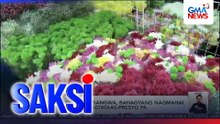 Mga bulaklak sa Dangwa, bahagyang nagmahal at inaasahang magtataas-presyo pa | Saksi