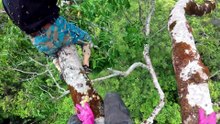 🐝 An Extreme Climb Above the Forest! Two Brothers Hunt for Wild Honey 80+ Meters High! 🍯😱
