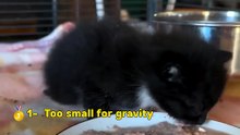 Your bests (HoldMyCatnip)