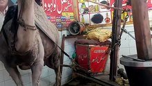 Oil extraction with camel