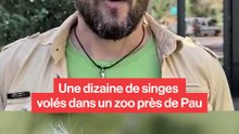 Une dizaine de singes volés dans un zoo près de Pau.