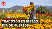 Cempasúchil en Michoacán: productores combaten lluvias y competencia