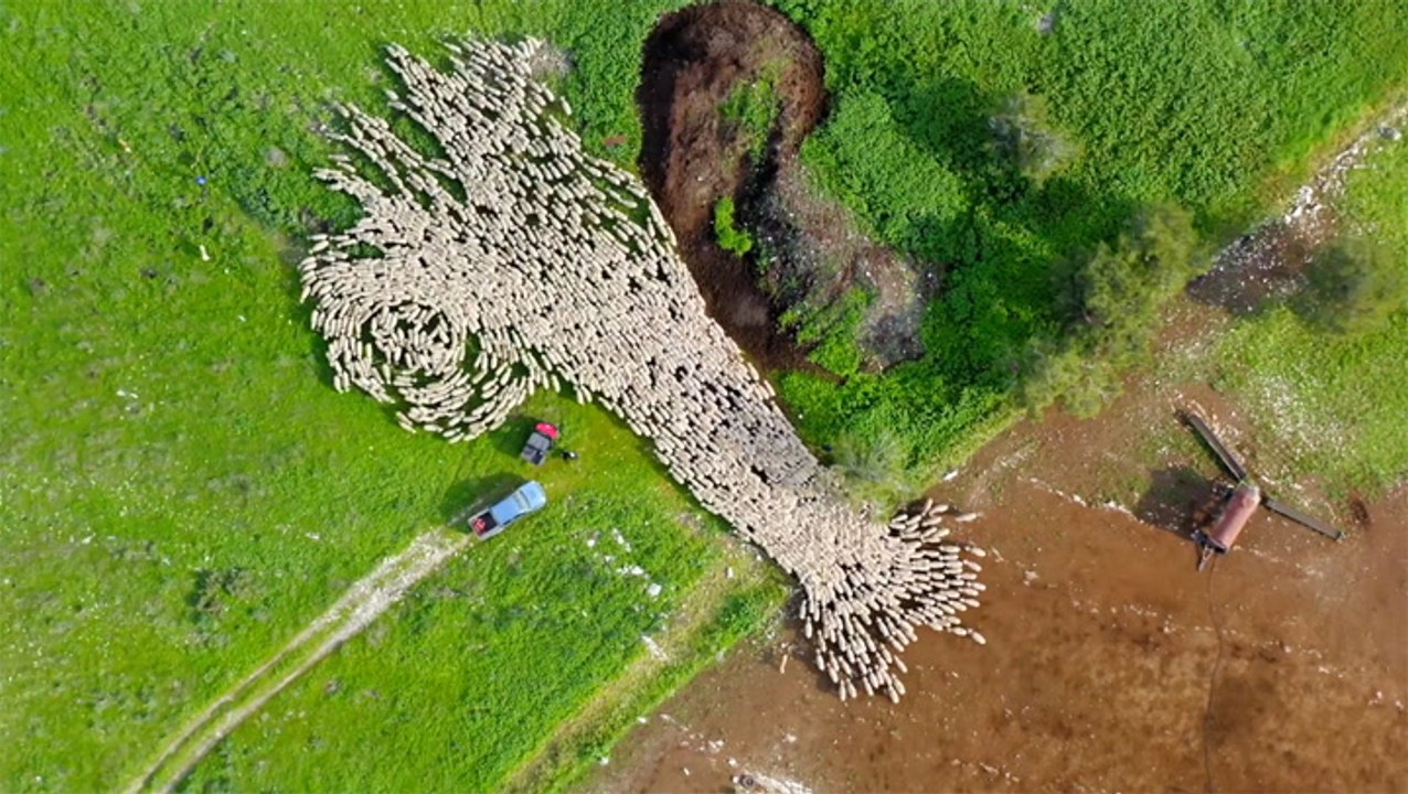 Sheep Flow Like Water - video Dailymotion