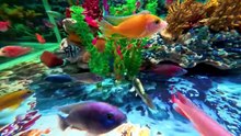 AMAZING SEA CREATURES