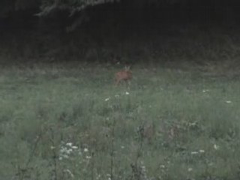Biche à l'état sauvage