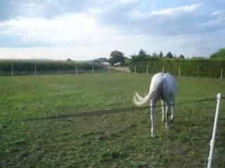 chevaux