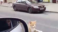 بلی کی کی سالگرہ