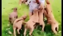 نہ چھیڑ ملنگاں نو
