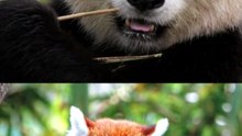 LIES about Marine Animals #viral #facts #fyp #survival #animals #shorts
