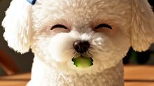 Cotton Ball Puppy's Ultra-Crisp Veggie Crunch ASMR! 🥒🐶