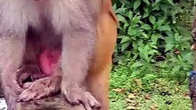 Hilarious Funny Monkey Gasp Reaction As Shocked Macaque Opens Mouth Wide On Water Tank Ledge
