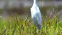 The Brave Egret Among a Herd of Cows
