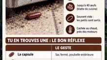 Cette petite capsule brune derrière ton frigo ? Des œufs de cafard
