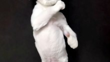 Dancing Cats & Dog 😻 Funny Cat & Dog Videos
