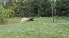 Honden in het bos van het wonderschone Notter.