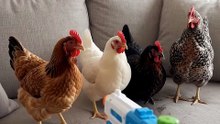 When chicken  Gets PEW’d 😂 #FunnyAnimals #AnimalComedy #FunnyPets #CuteAnimals #Viral#BirdBuzz