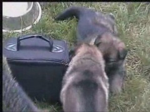 Chiots vodka le 01 septembre 2008