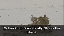 Funny mother crab throws sand around with serious attitude