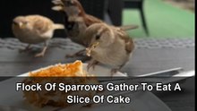 Adorable sparrows turn a slice of cake into a shared feast