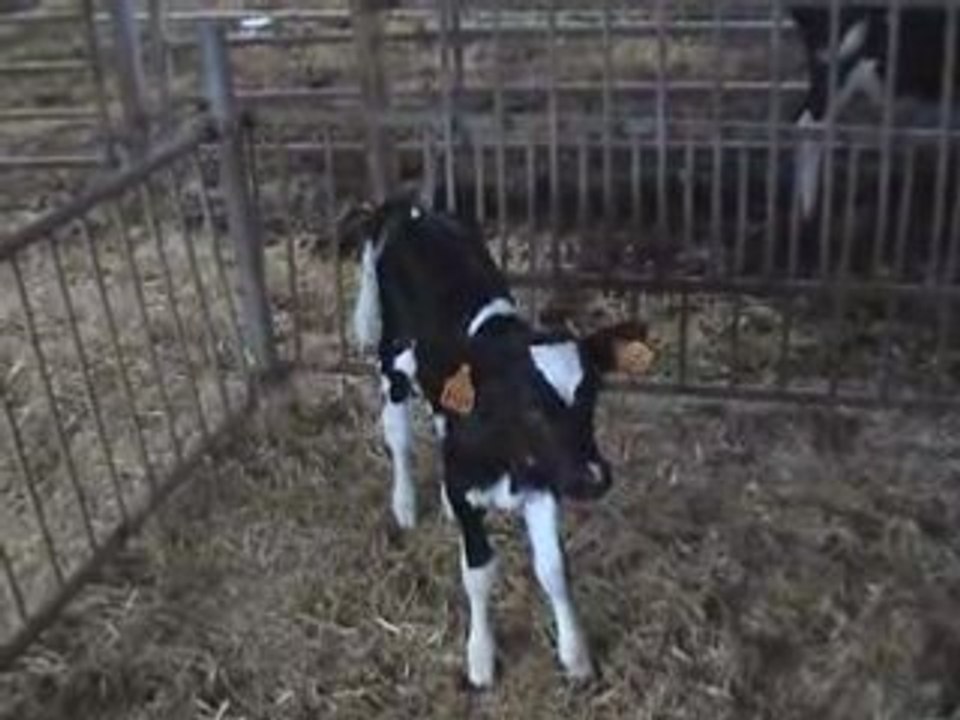 Veau de 2 jours