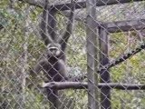 Gibbons singing