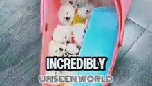5 TINIEST DOG BREEDS IN THE WORLD! 😱🐶 So Small & Adorable!