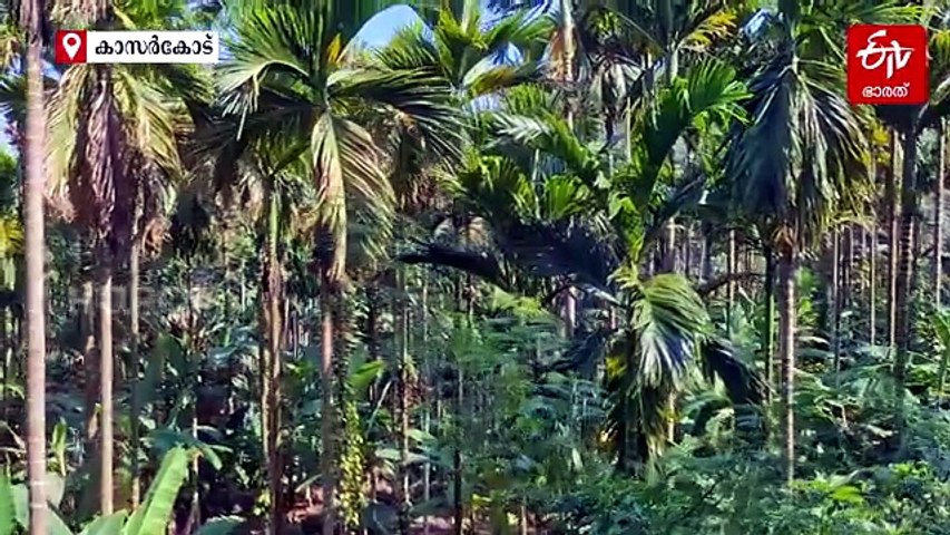മൂന്ന് പണിക്കാരും ഒരു മണ്ണെണ്ണ വിളക്കും; കൗതുകക്കാഴ്ചയായി കര്‍ഷകന്‍ ശങ്കര ഭട്ടിൻ്റെ 40 മീറ്റർ തുരങ്കം