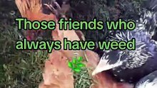 There_s no one who loves weed more than them 🌿🐔💚