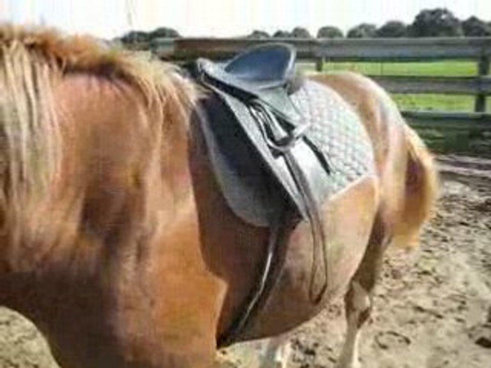 Socrate avec une selle