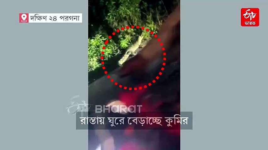 ঘূর্ণিঝড় 'অর্ণব' আতঙ্কের মাঝেই রাস্তায় ঘুরছে কুমির ! সুন্দরবনে শোরগোল