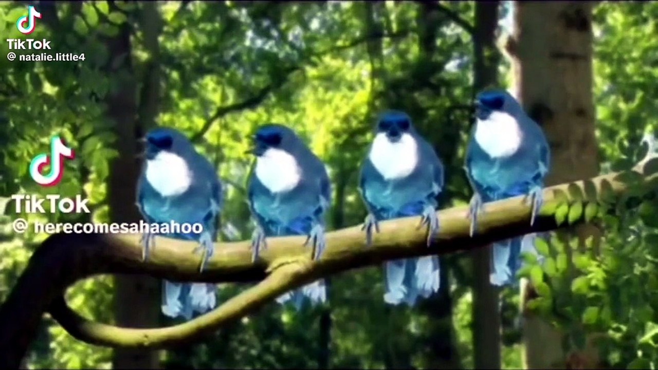 20124 - video Dailymotion