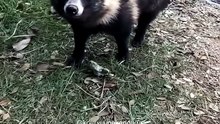 Raccoon or dog? #raccoon