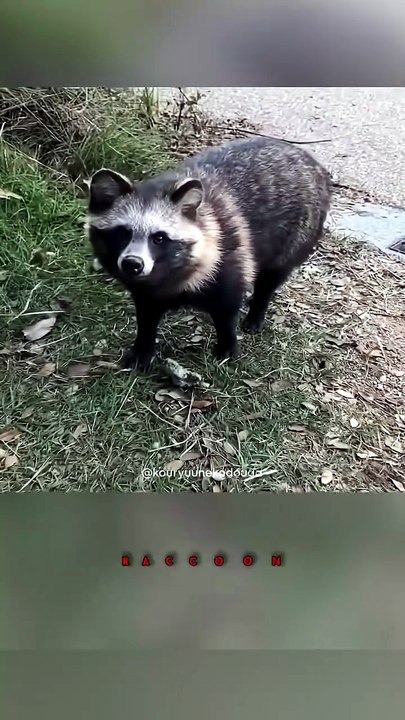 Raccoon or dog? #raccoon - video Dailymotion